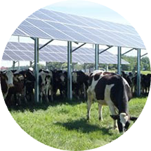 A group of cows grazing and taking shade underneath solar panels