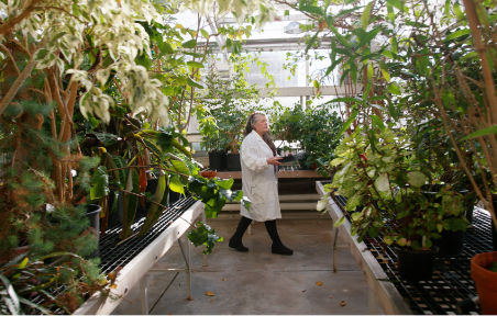 Julie Etterson walking in the UMD greenhouse among the plants