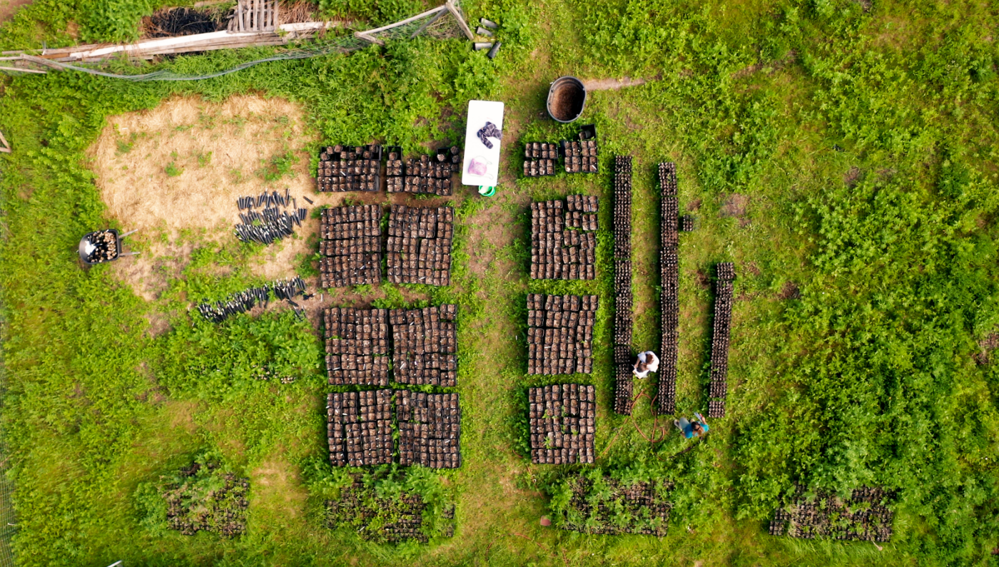A top down view of a worker and hundreds of trees gathered for planting