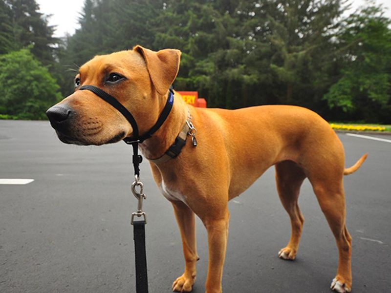 Dog wearing the Gentle Leader Collar for dogs.