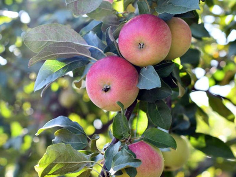 Honeycrisp apples on tree