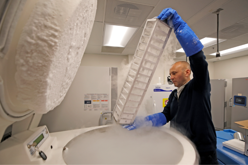 Fernando Santiago retrieves cells frozen in liquid nitrogen in the Niedernhofer lab.