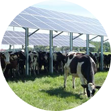 A group of cows grazing and taking shade underneath solar panels