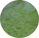 A picture of Algal growth