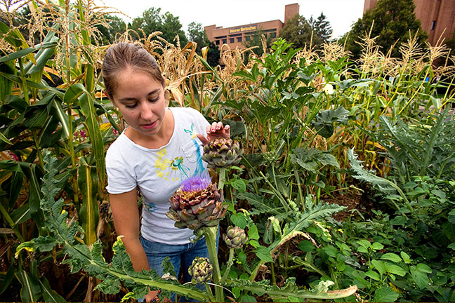A student standing in a small field of crops, inspecting the plants