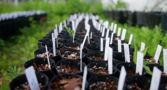 A vast view of numerous rows of 5 tiny potted trees with white labels placed in their dirt