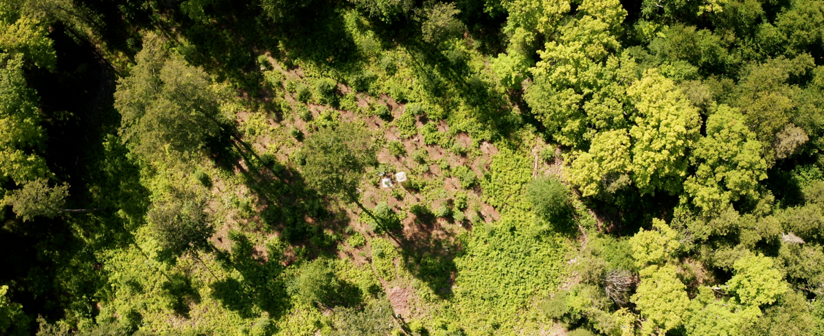 A top down view from very high up looking down upon two trees being planted in a sparsely wooded area