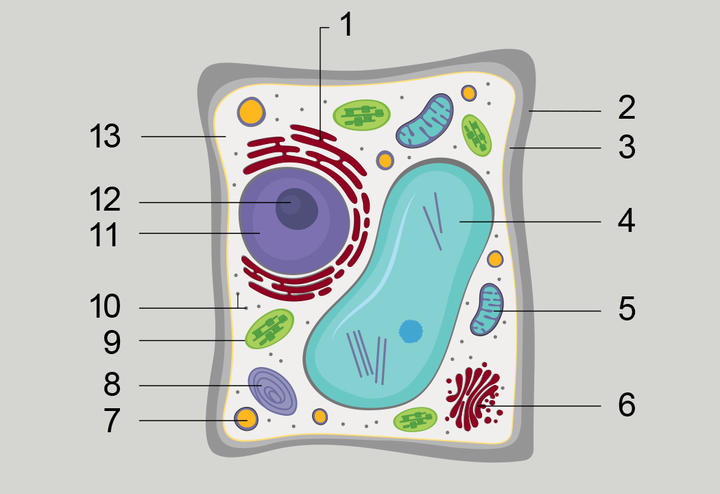 A diagram of the inside of a plant cell